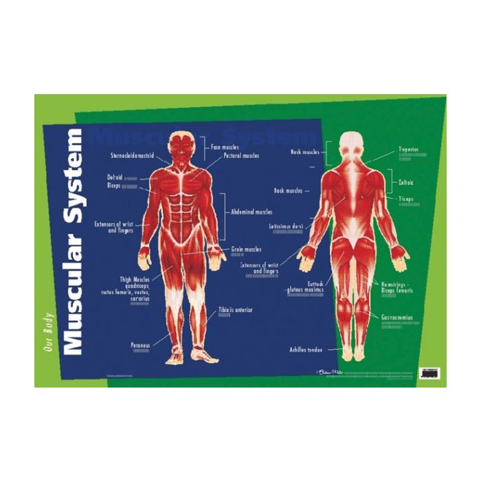 Poster Our Body Muscular System Edu 21 Educational Toys And Resources
